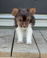 Waylon, a male Yorkshire Terrier for sale in Buffalo, TX – 4 of 9