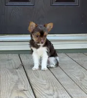 Waylon, a male Yorkshire Terrier for sale in Buffalo, TX – 3 of 9