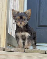 Ella , a female Yorkshire Terrier for sale in Buffalo, TX – 6 of 9