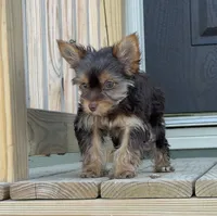 Ella , a female Yorkshire Terrier for sale in Buffalo, TX – 7 of 9