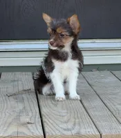 Waylon, a male Yorkshire Terrier for sale in Buffalo, TX – 7 of 9