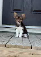 Waylon, a male Yorkshire Terrier for sale in Buffalo, TX – 8 of 9