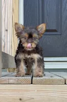 Ella , a female Yorkshire Terrier for sale in Buffalo, TX – 9 of 9