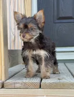 Ella , a female Yorkshire Terrier for sale in Buffalo, TX – 5 of 9