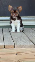 Waylon, a male Yorkshire Terrier for sale in Buffalo, TX – 9 of 9