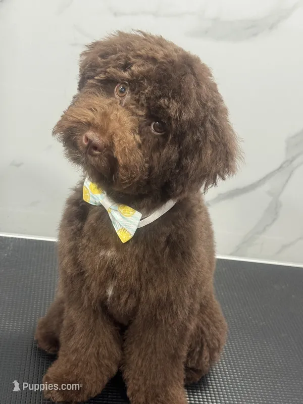 Teddy – Poodle - Toy  puppy for sale in Fort Myers, FL