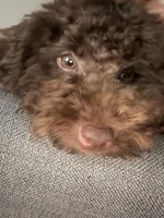 Teddy, a male Poodle - Toy  for sale in Fort Myers, FL – 2 of 2