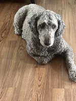 Bailey , a male Labradoodle for sale in Big Lake, MN – Photo 2 of 5