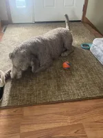 Bailey , a male Labradoodle for sale in Big Lake, MN – Photo 4 of 5