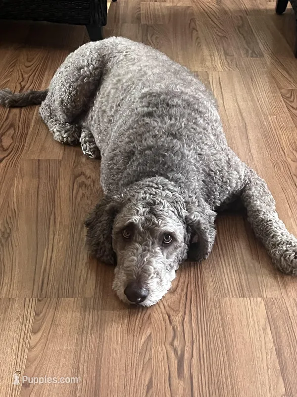 Bailey  – Labradoodle puppy for sale in Big Lake, MN