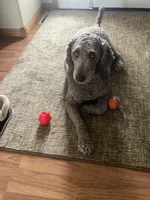 Bailey , a male Labradoodle for sale in Big Lake, MN – Photo 5 of 5