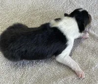 Catwoman, a female Collie for sale in Anderson, SC – Photo 3 of 10