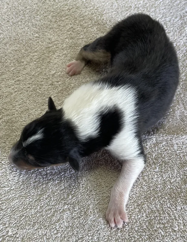 Catwoman – Collie puppy for sale in Anderson, SC