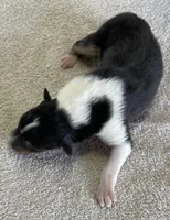 Catwoman, a female Collie for sale in Anderson, SC – Photo 4 of 10