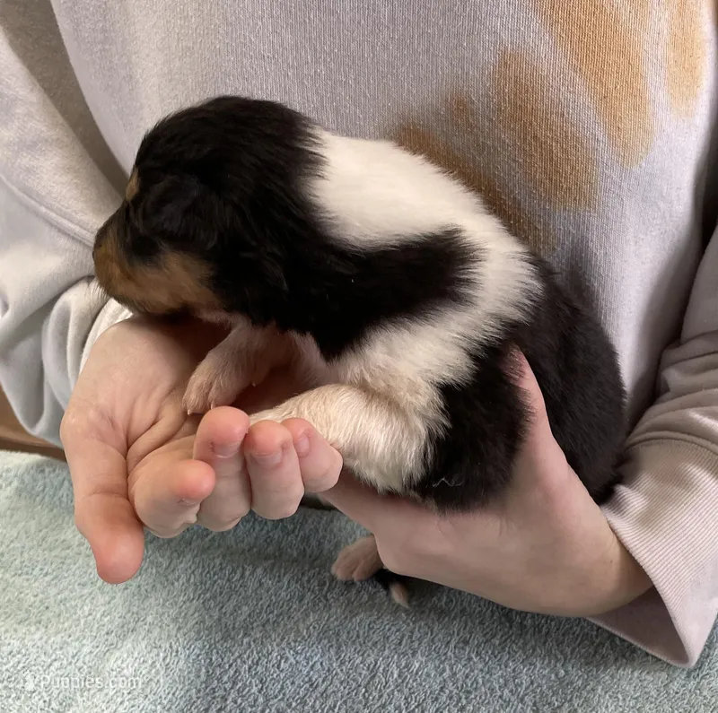 Catwoman – Collie puppy for sale in Anderson, SC