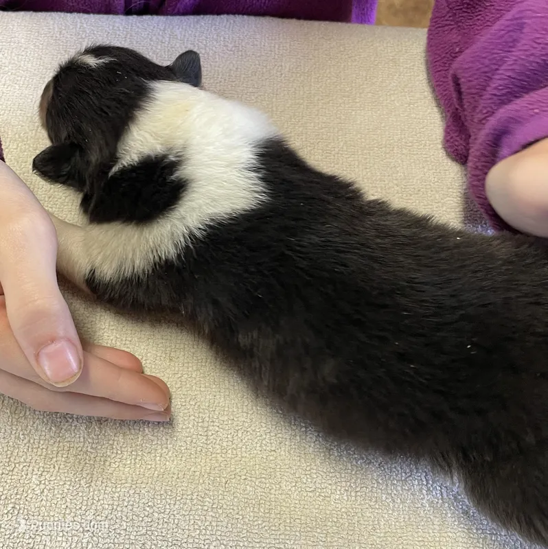 Catwoman – Collie puppy for sale in Anderson, SC