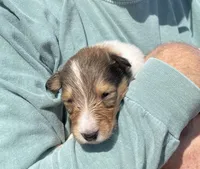 Bolt, a male Collie for sale in Anderson, SC – Photo 1 of 10
