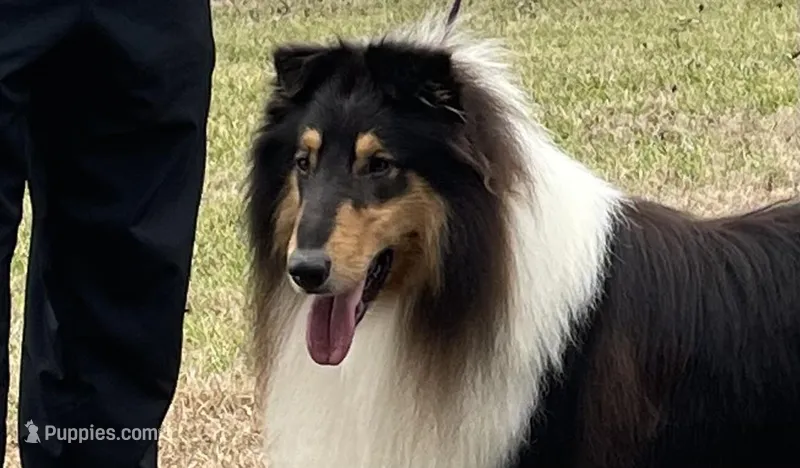 Bolt – Collie puppy for sale in Anderson, SC