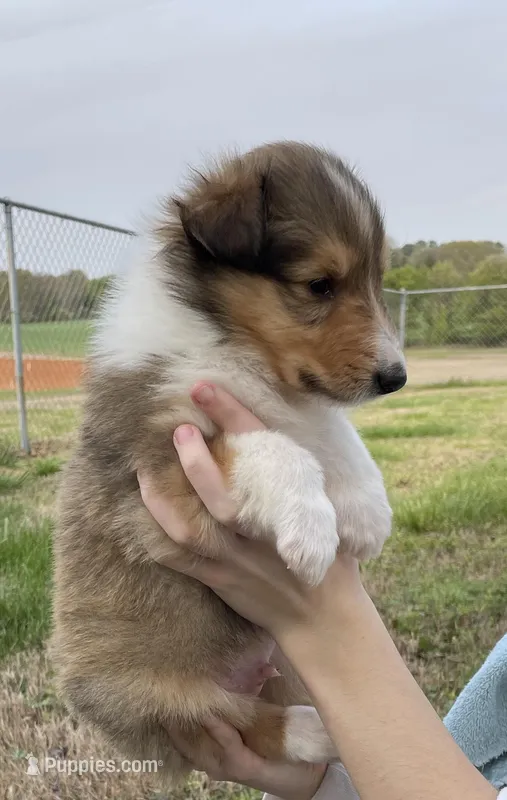 Bolt – Collie puppy for sale in Anderson, SC