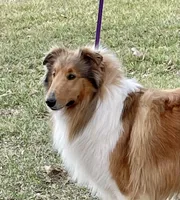 Bolt, a male Collie for sale in Anderson, SC – Photo 8 of 10