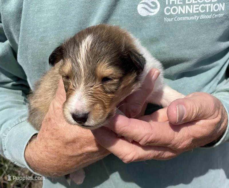 Bolt – Collie puppy for sale in Anderson, SC