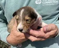 Bolt, a male Collie for sale in Anderson, SC – Photo 2 of 10