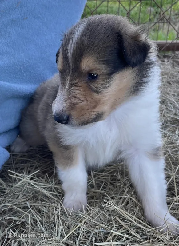 Bolt – Collie puppy for sale in Anderson, SC