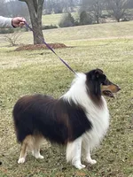 Bolt, a male Collie for sale in Anderson, SC – Photo 7 of 10