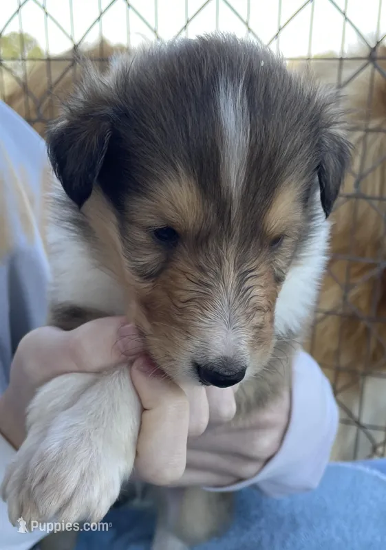 Bolt – Collie puppy for sale in Anderson, SC