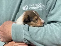 Bolt, a male Collie for sale in Anderson, SC – Photo 3 of 10