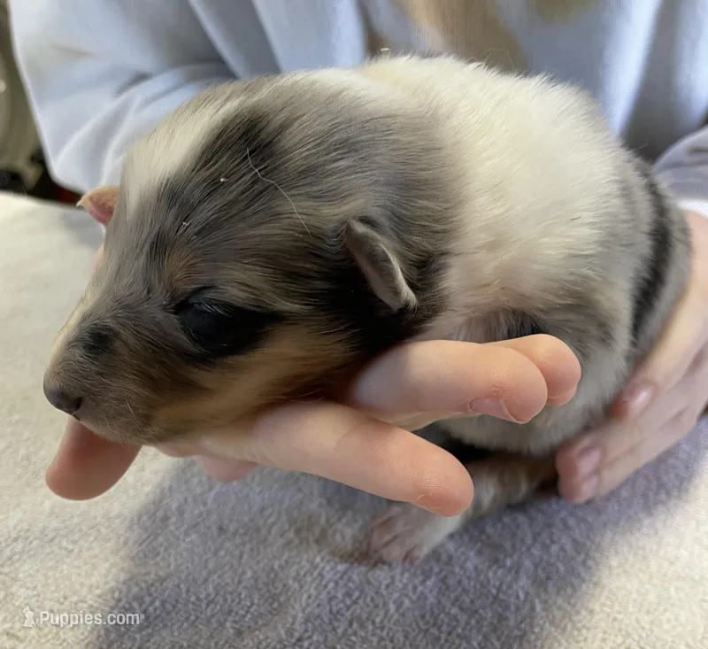 Frost – Collie puppy for sale in Anderson, SC