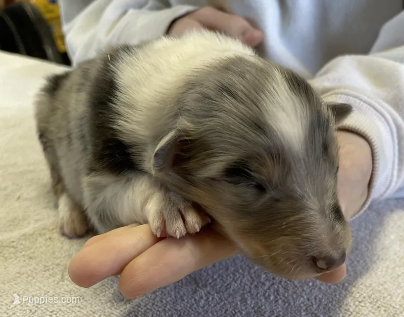 Frost – Collie puppy for sale in Anderson, SC
