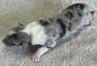 Frost, a female Collie for sale in Anderson, SC – Photo 4 of 10