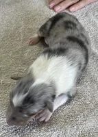 Frost, a female Collie for sale in Anderson, SC – Photo 3 of 10