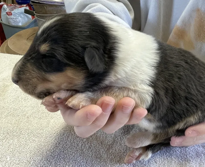 Wonder Woman – Collie puppy for sale in Anderson, SC