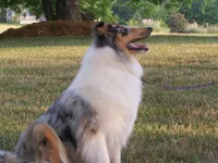 Wonder Woman, a female Collie for sale in Anderson, SC – Photo 6 of 10