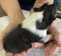 Wonder Woman, a female Collie for sale in Anderson, SC – Photo 2 of 10