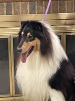 Wonder Woman, a female Collie for sale in Anderson, SC – Photo 8 of 10