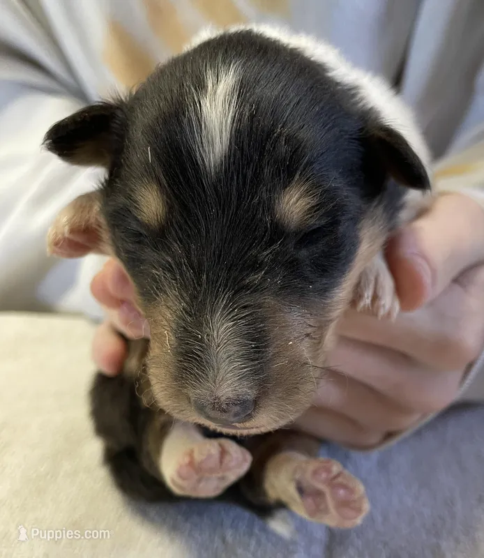 Wonder Woman – Collie puppy for sale in Anderson, SC