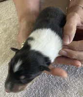 Wonder Woman, a female Collie for sale in Anderson, SC – Photo 3 of 10