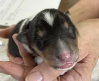 Wonder Woman, a female Collie for sale in Anderson, SC – Photo 1 of 10