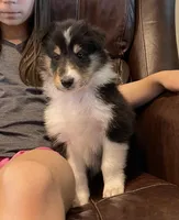 Thor, a male Collie for sale in Anderson, SC – Photo 3 of 10