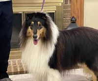 Thor, a male Collie for sale in Anderson, SC – Photo 9 of 10