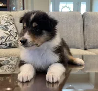 Thor, a male Collie for sale in Anderson, SC – Photo 1 of 10