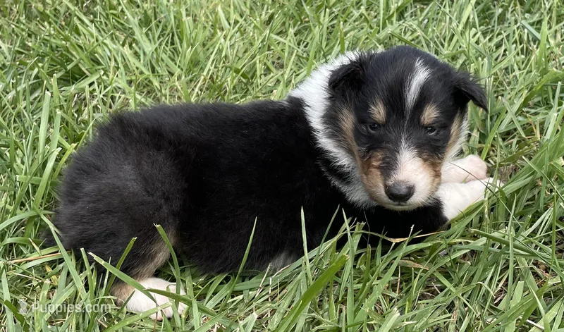 Thor – Collie puppy for sale in Anderson, SC