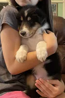 Thor, a male Collie for sale in Anderson, SC – Photo 4 of 10