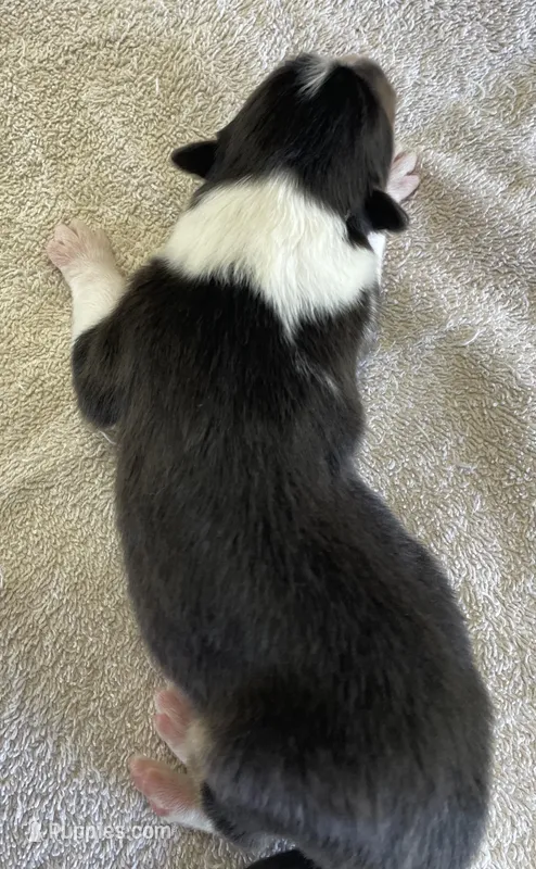 Thor – Collie puppy for sale in Anderson, SC