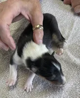 Thor, a male Collie for sale in Anderson, SC – Photo 3 of 10