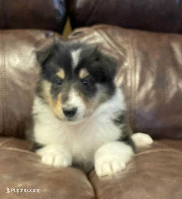 Thor – Collie puppy for sale in Anderson, SC