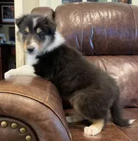 Thor, a male Collie for sale in Anderson, SC – Photo 5 of 10